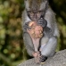 monkey_macaque_balinese_mf_ubud_v_1170_bal4888.jpg
